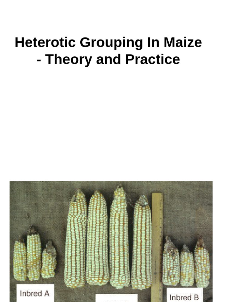 Heterotic Grouping 1 | PDF | Plant Breeding | Plants