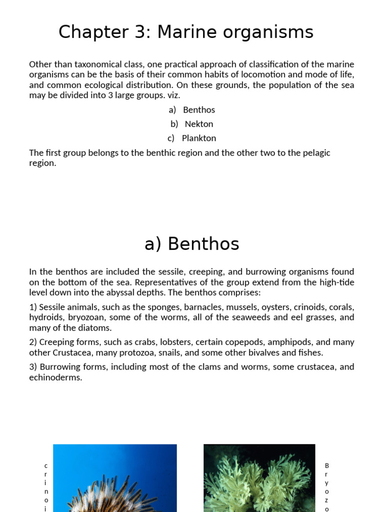 Classification of Marine Organisms | PDF | Plankton | Phytoplankton