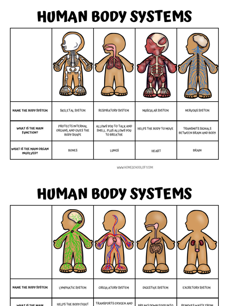 Overview of Human Body Systems | PDF | Human Body | Anatomy