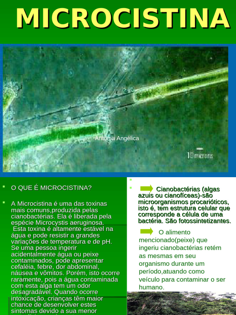 Microcistina Apresentação | PDF | Cianobactéria | Algas
