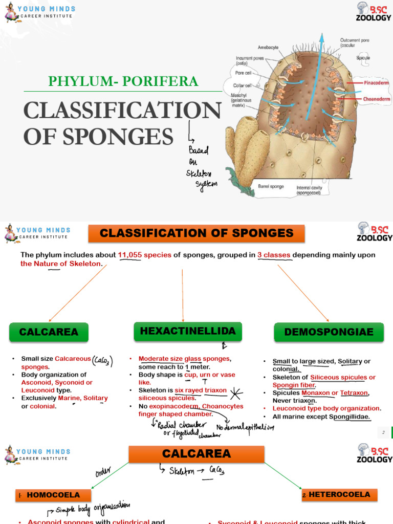 Sponge Classification Overview | PDF | Sponge | Aquatic Animals