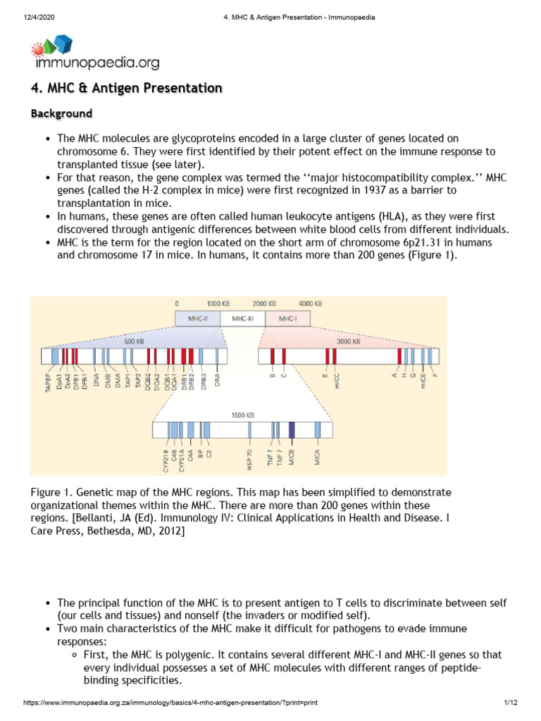 MHC and Antigen Presentation Overview | PDF | Mhc Class I | Human ...