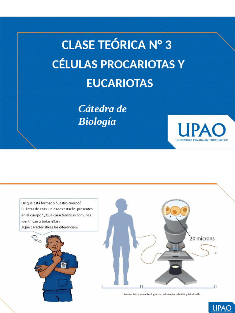 Comparativa de Células Procariotas y Eucariotas | PDF | Biología ...