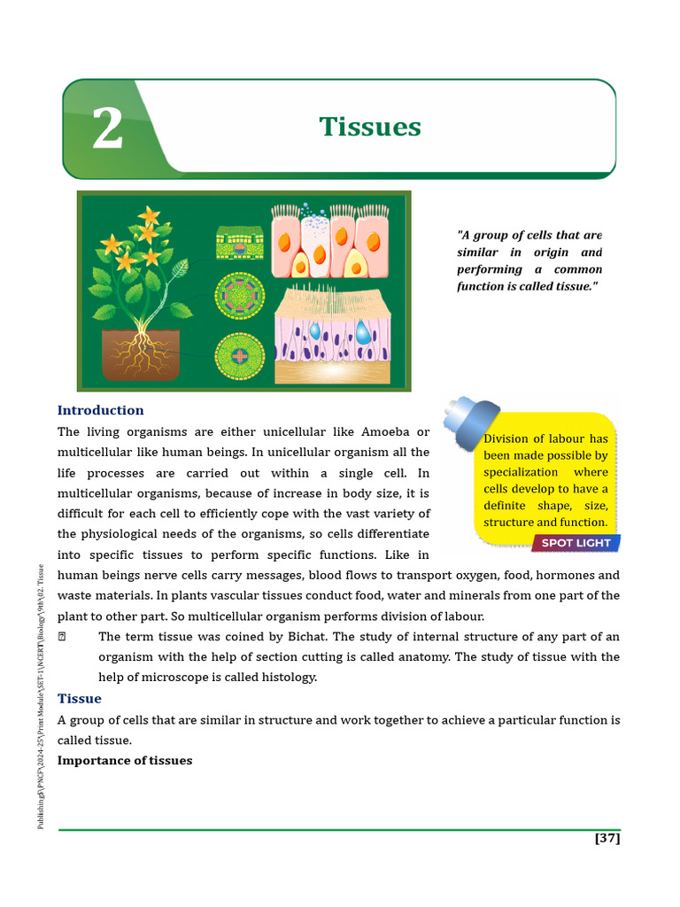 Cbse Notes Class 9 Tissues | PDF | Epithelium | Tissue (Biology)