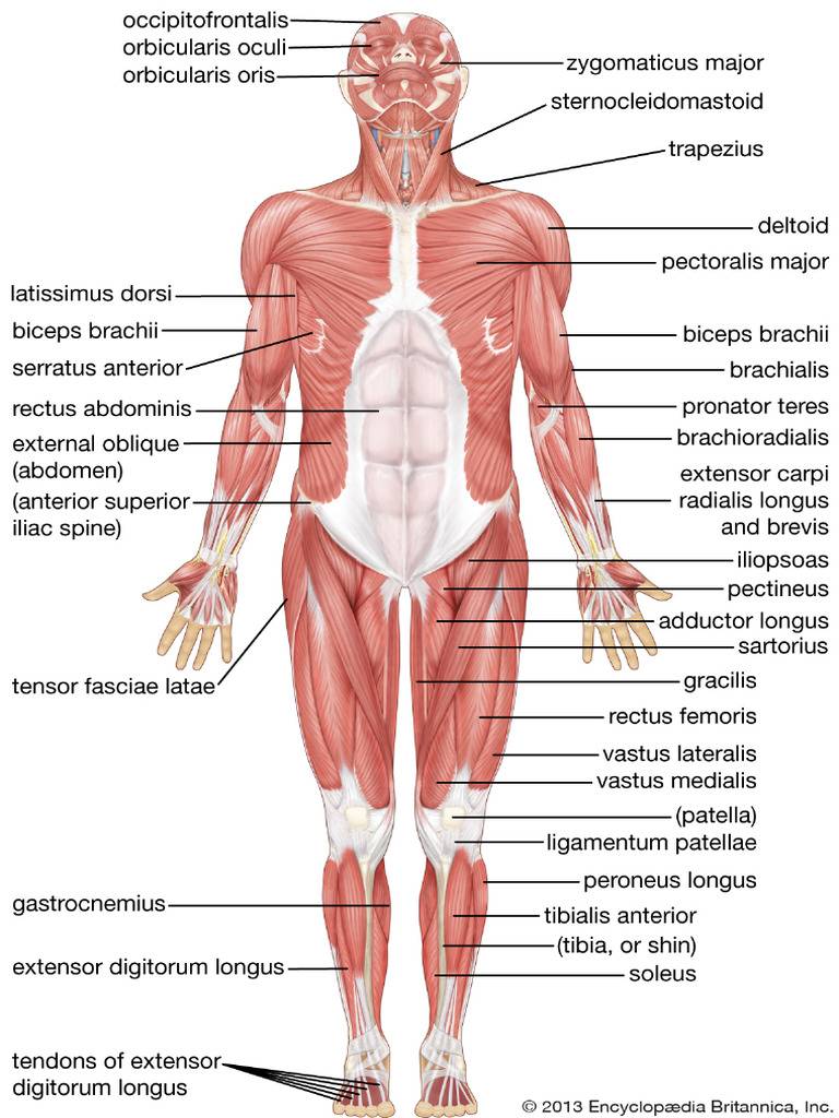 Musculature References Britannica Pearson | PDF