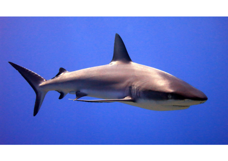 Shark 4 | PDF