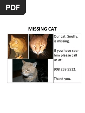 Missing Cat