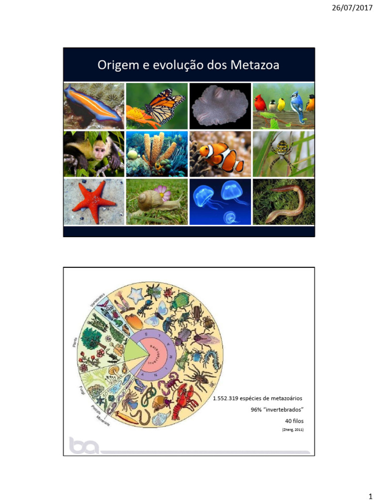 Origem e Evolução dos Metazoa | PDF | Táxon animal | Zoologia
