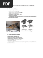 Pinzones de Darwin y su evolución | PDF | Islas Galápagos | Charles Darwin