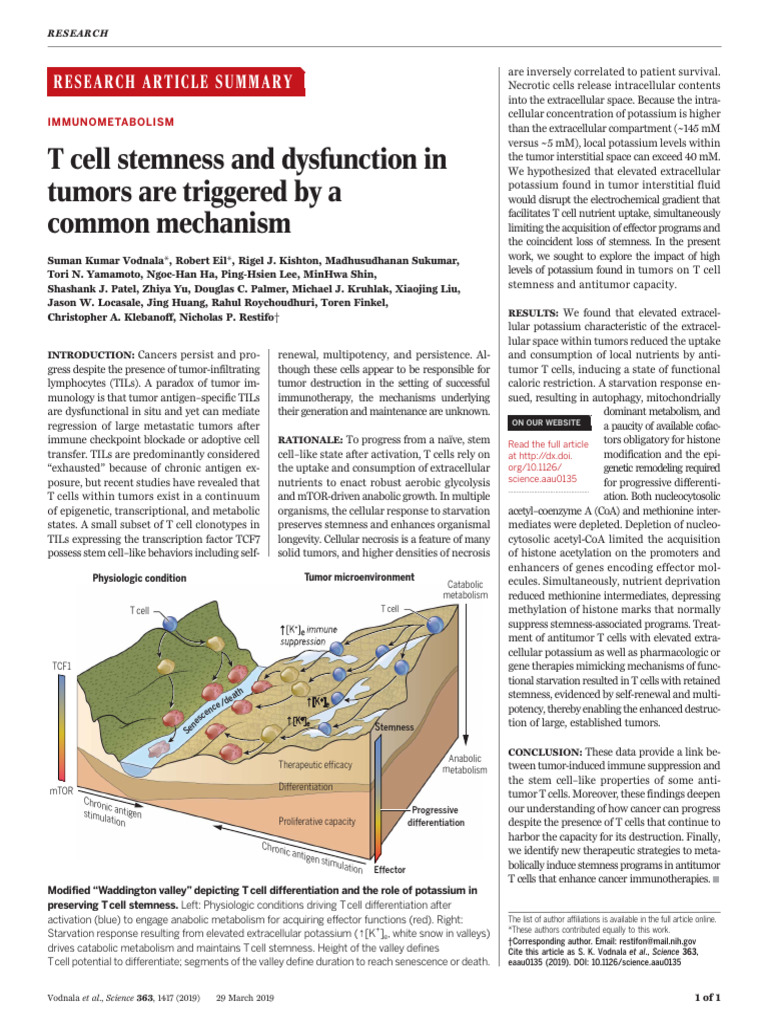 T Cell Stemness and Dysfunction in | PDF | T Cell | Stem Cell