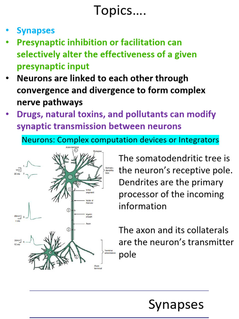 Understanding Synaptic Signaling | PDF | Chemical Synapse | Synapse