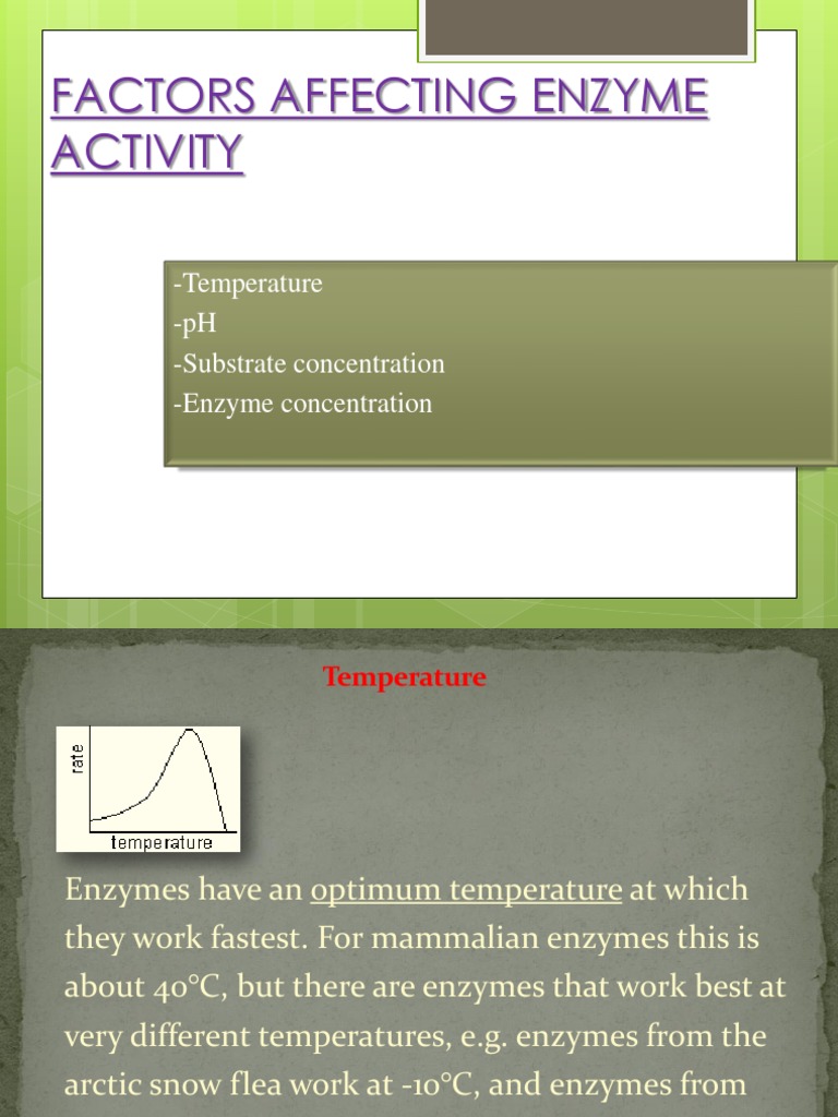 Factors Affecting Enzyme Activity Active Site Enzyme