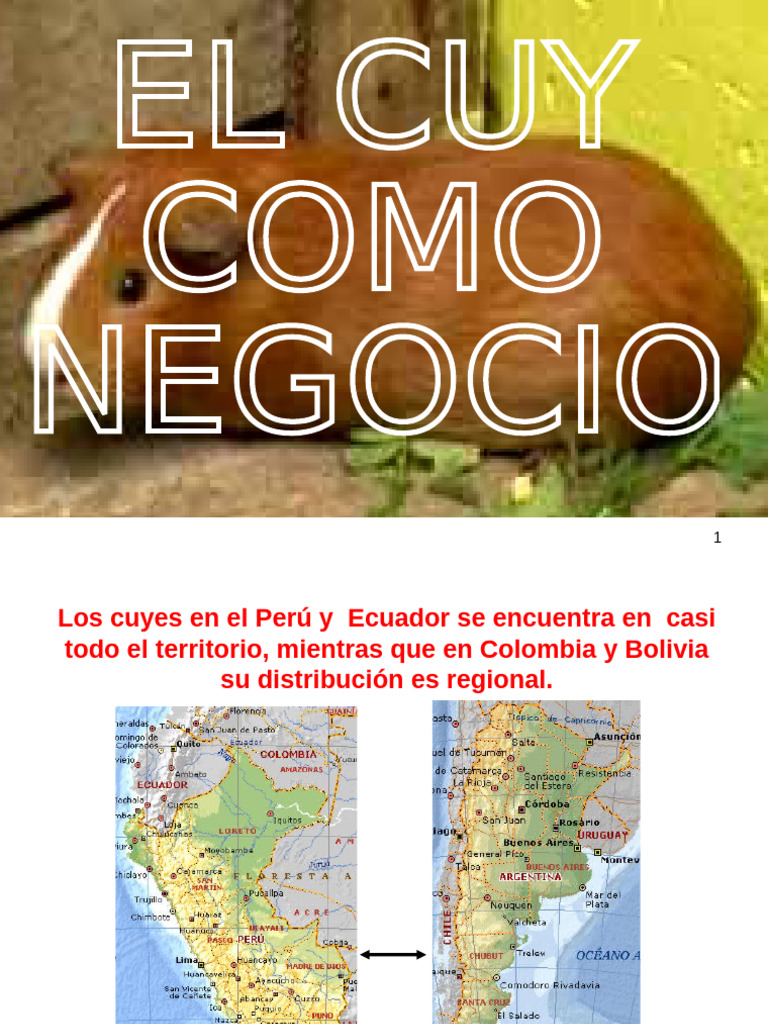 Cría y manejo del cuy en Perú y Ecuador | PDF | Hembra | Conejillo de ...