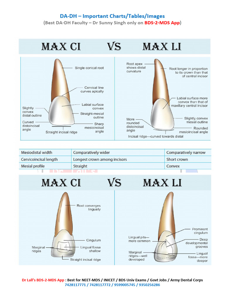 Dental Anatomy | PDF | Dental Degree
