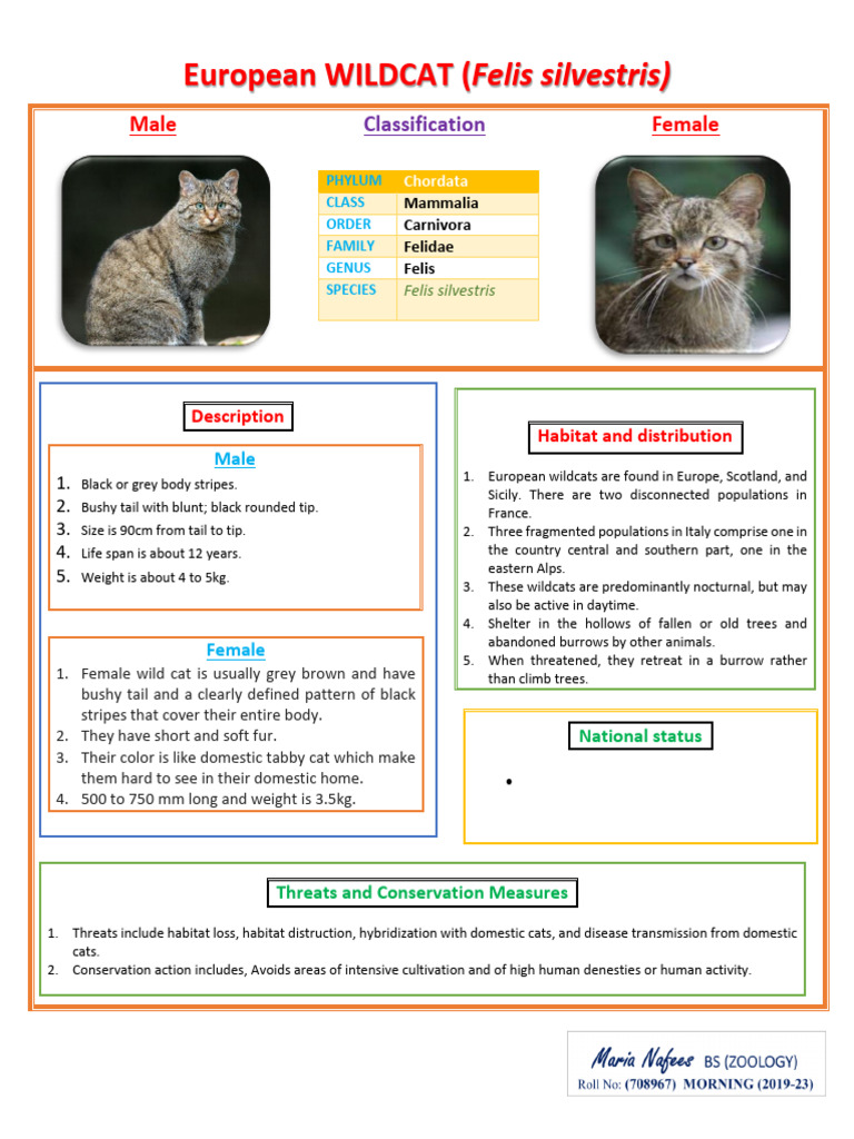 European Wildcat: Threats & Conservation | PDF | Felis | Felines