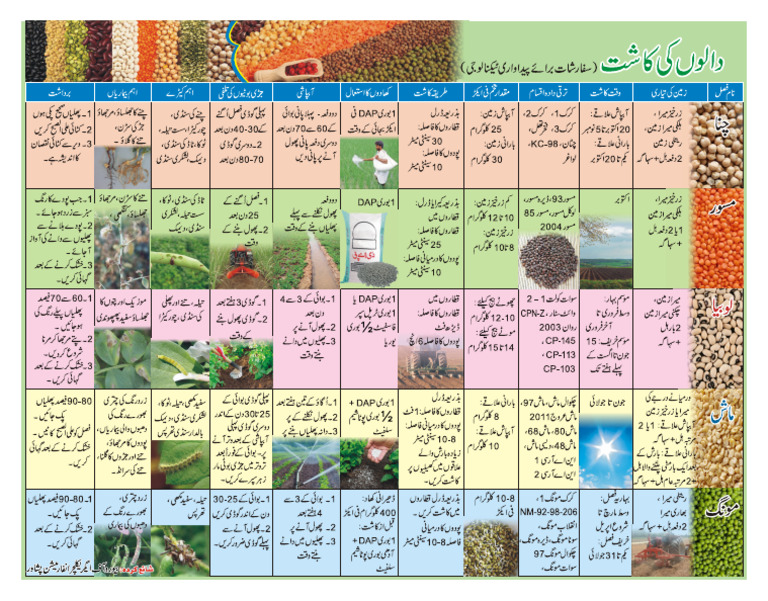 Beans Poster | PDF