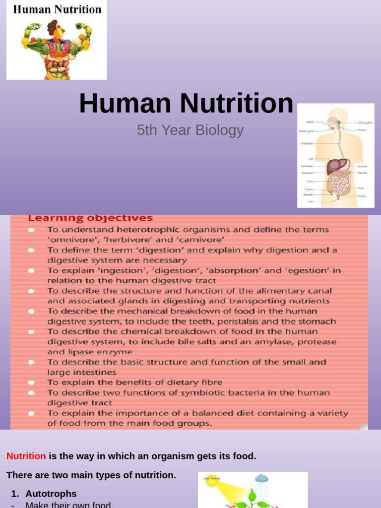 Human Nutrition Overview and Digestive Process | PDF | Digestion | Stomach