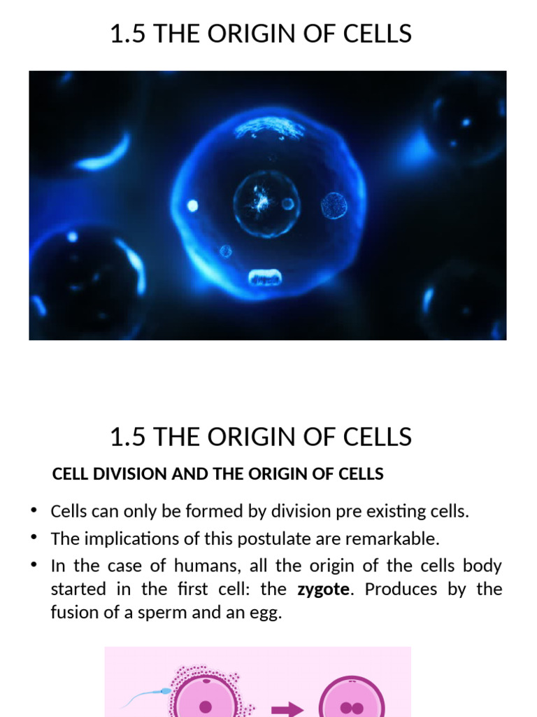 Origin of Cells and Cell Division Explained | PDF | Mitosis | Chromosome