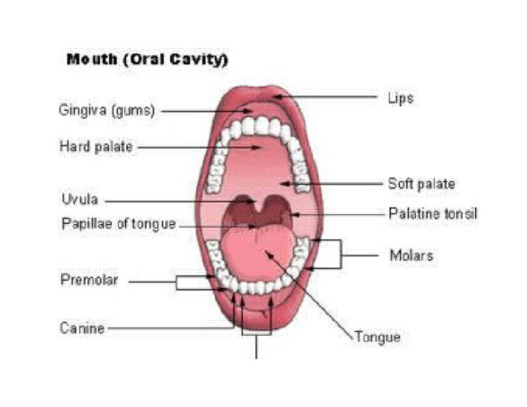 Mouth | PDF