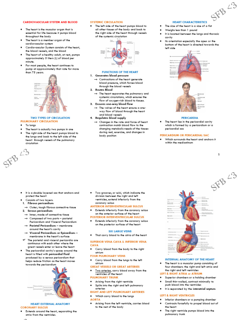 Heart Anatomy and Circulation Explained | PDF | Heart Valve | Coronary ...