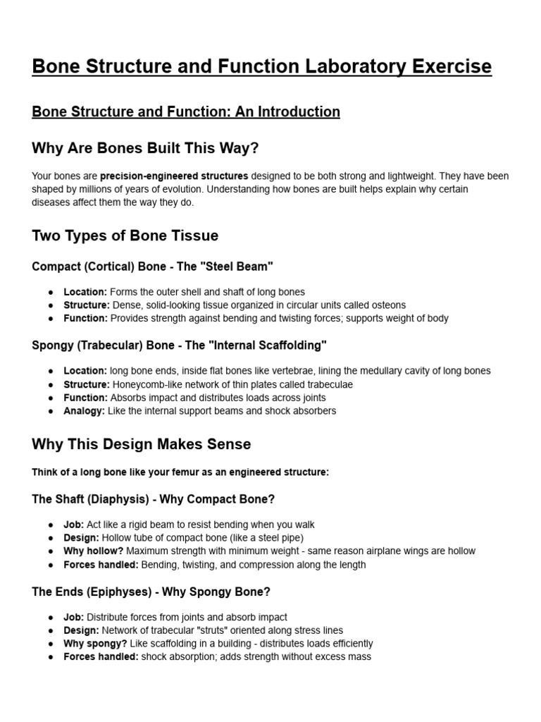 Bone Structure and Function Laboratory Exercise | PDF | Bone | Osteoporosis