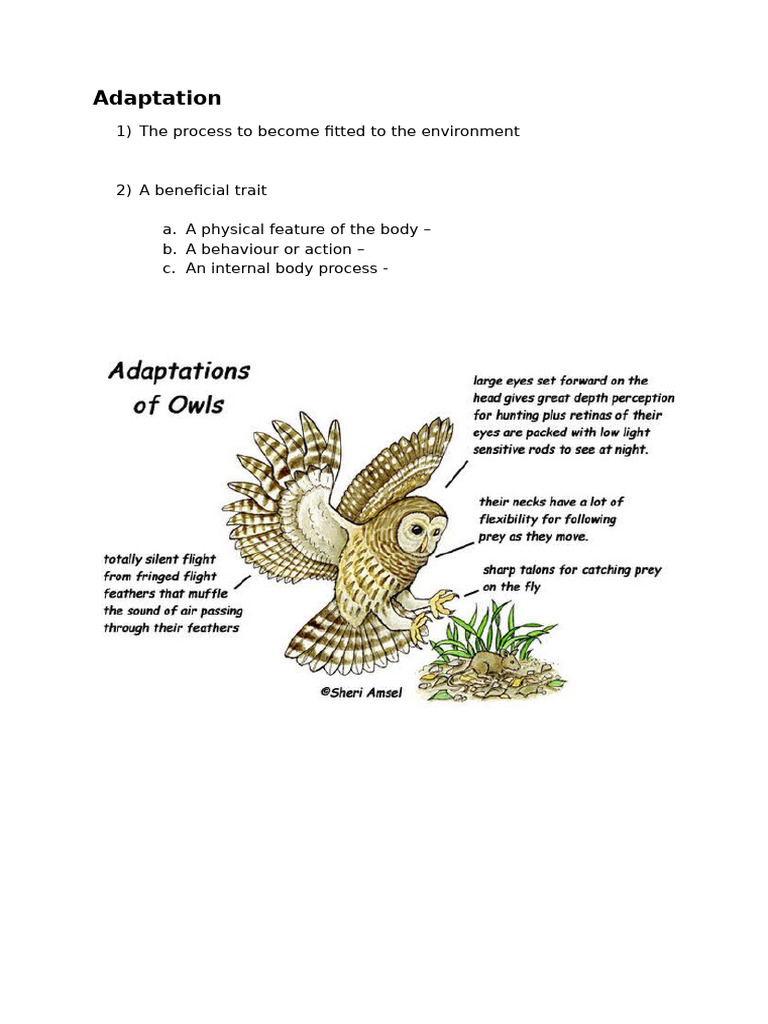 Understanding Biological Adaptations | PDF