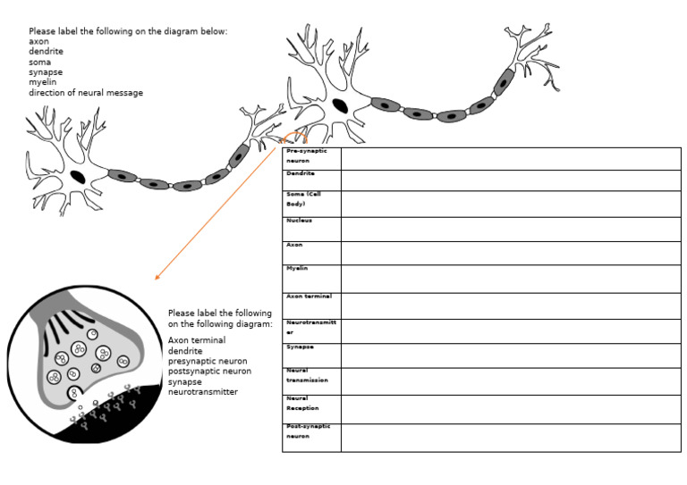 5.3 Structure of Neurons | PDF
