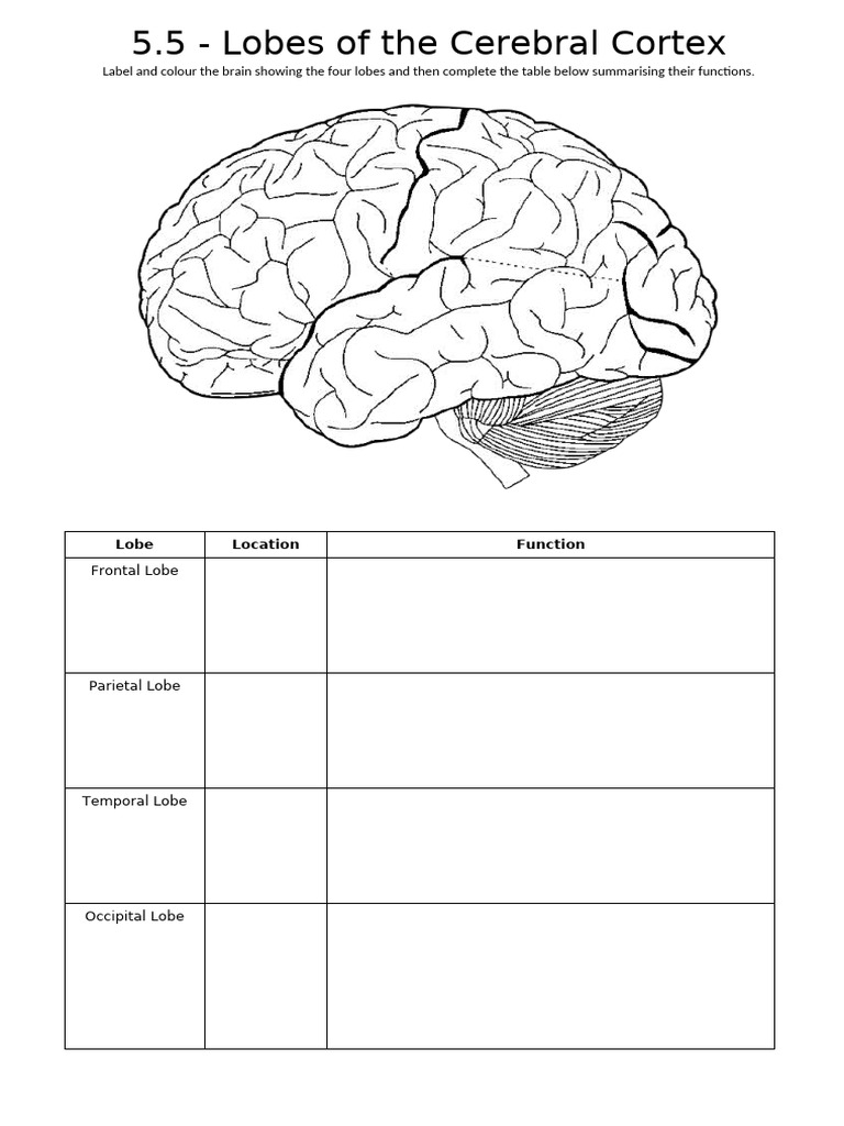 5.5 Lobes of The Cerebral Cortex | PDF