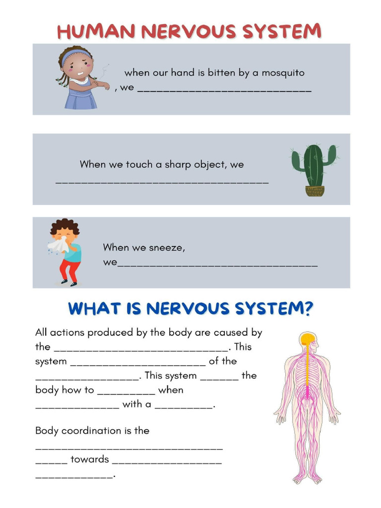 Worksheet Nervous System | PDF