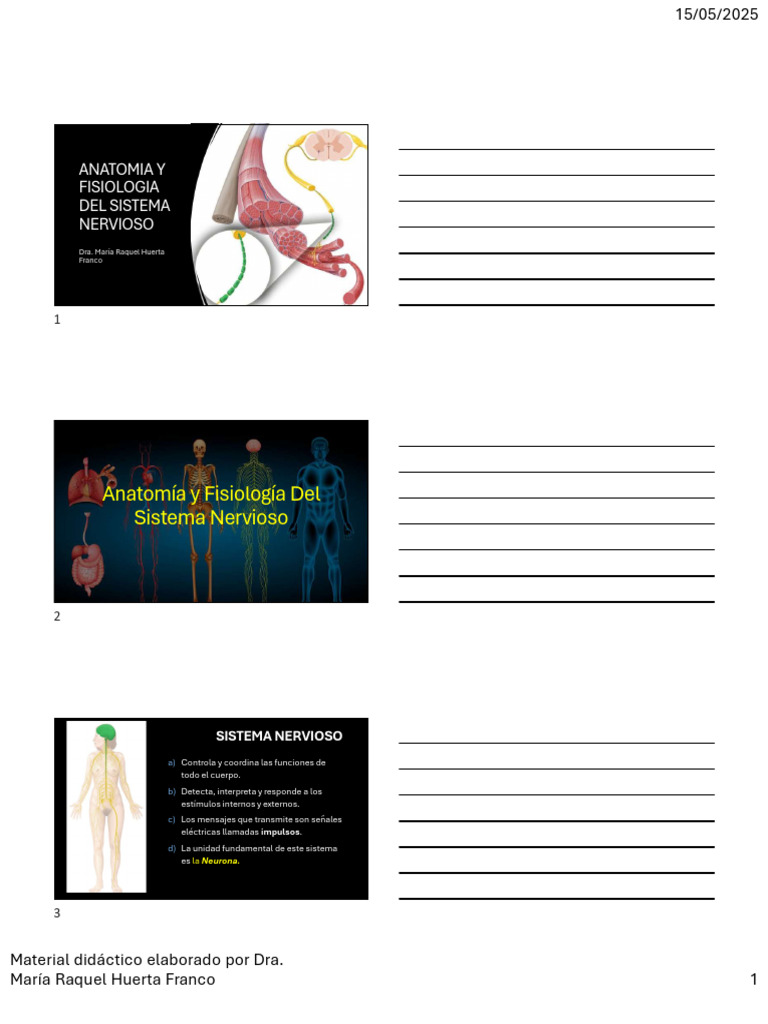 Anatomía y Fisiología del Sistema Nervioso | PDF | Sinapsis | Potencial ...
