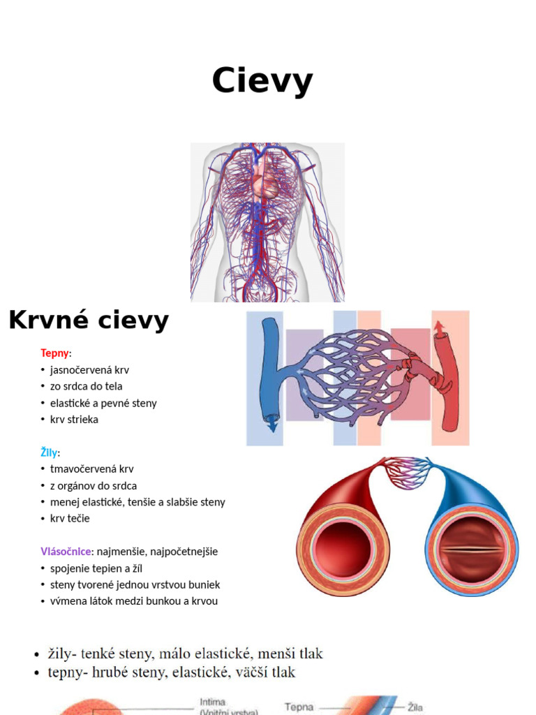 Cievy | PDF