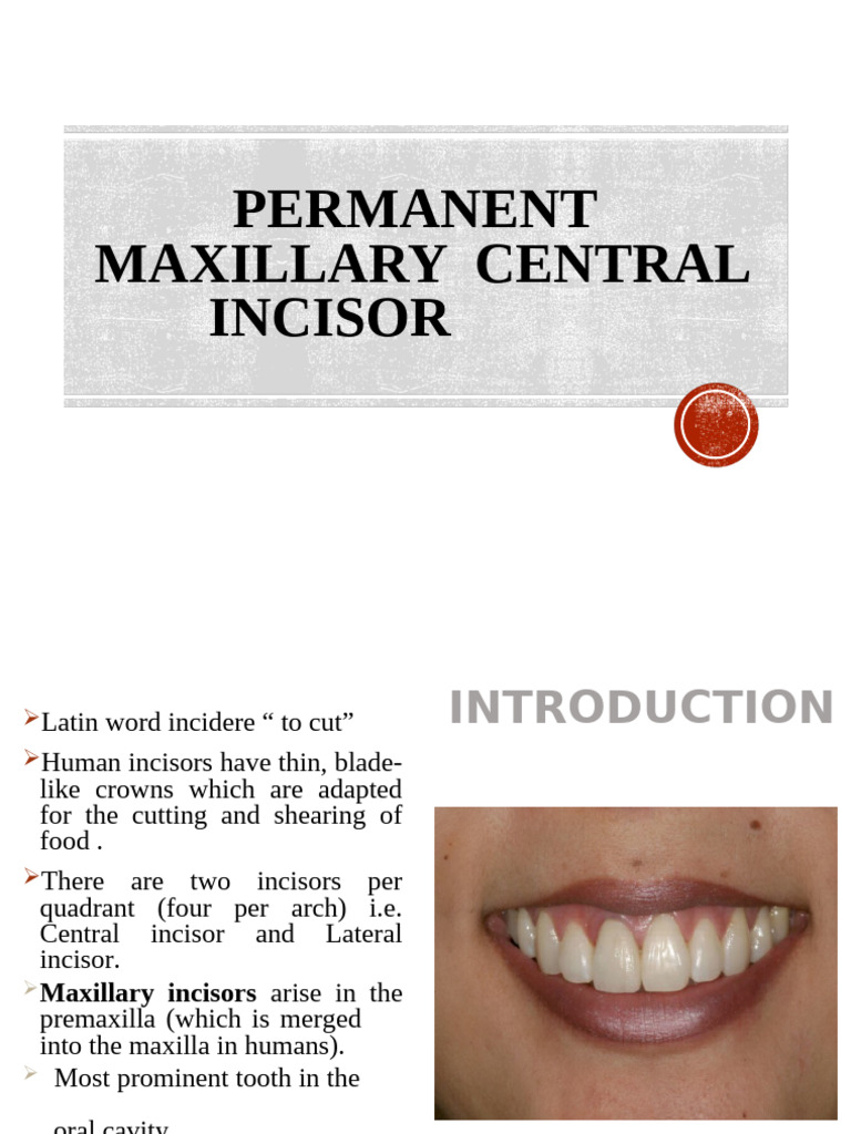 Maxillary Central Incisor Anatomy | PDF | Dental Anatomy | Animal Anatomy