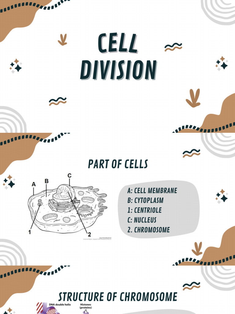 Cell Division | PDF