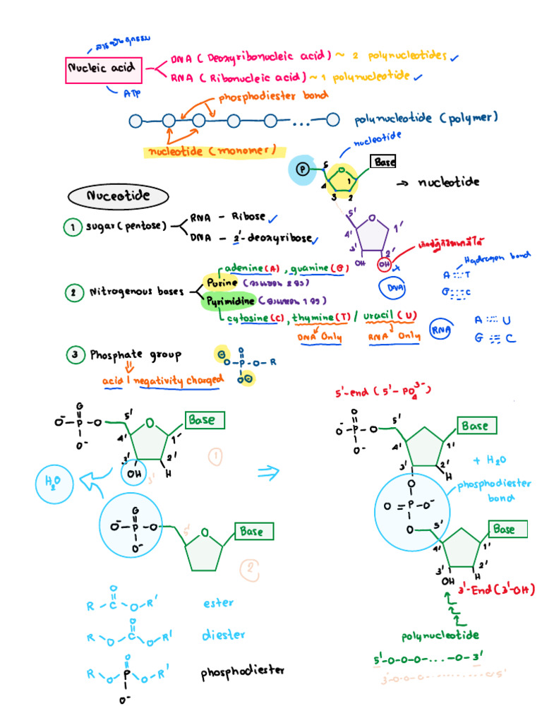 5.nucleic Acid | PDF