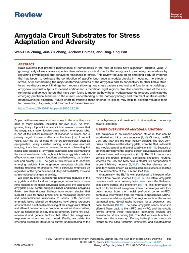 Amygdala Circuits in Stress Response | PDF | Amygdala | Stress (Biology)