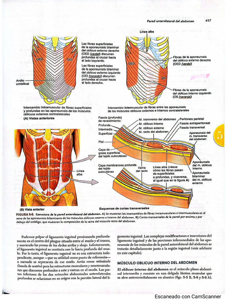 Abdomen | PDF