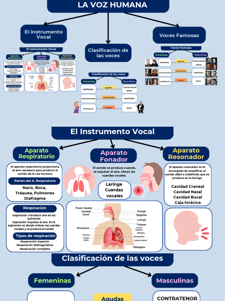 Anatomía y Clasificación de la Voz | PDF | Voz humana | Música vocal