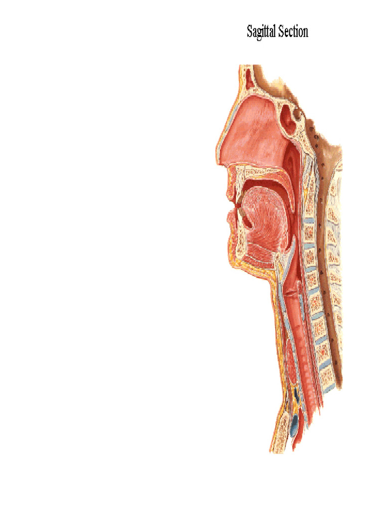 Anatomy and Functions of the Tongue | PDF | Tongue | Human Anatomy