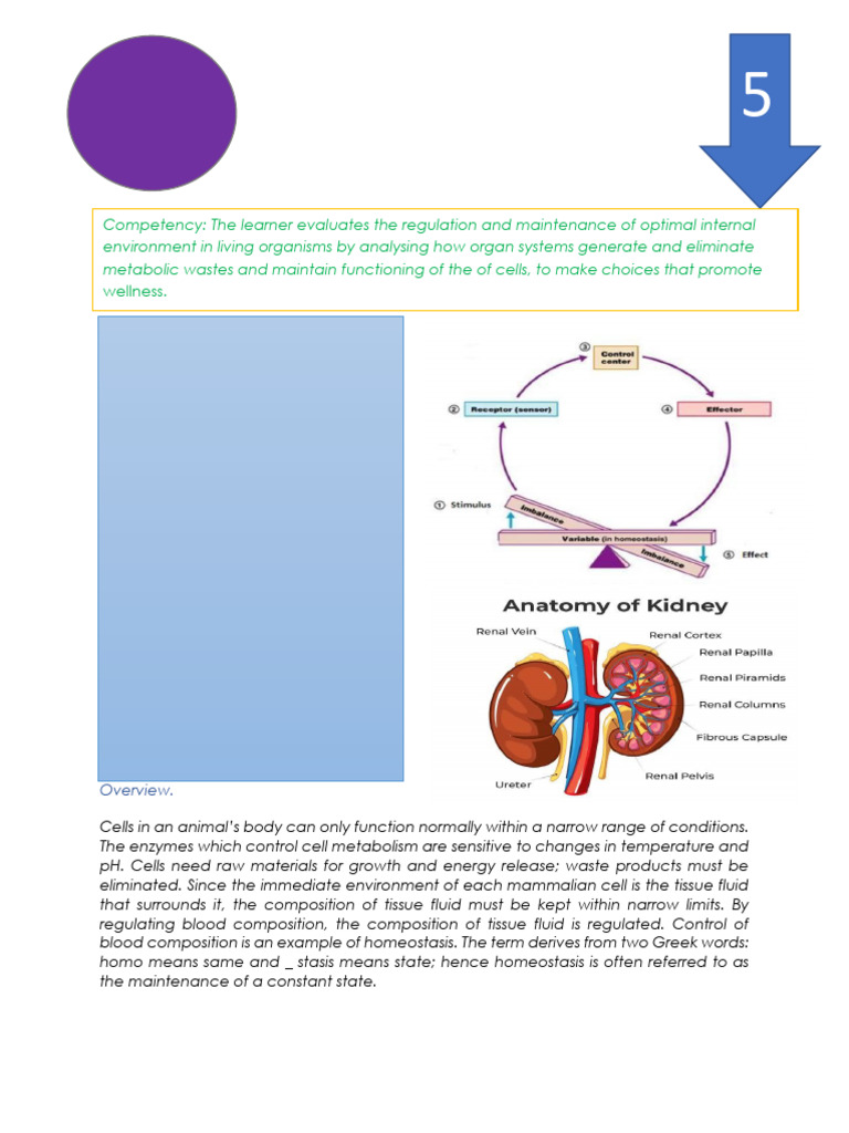 Understanding Homeostasis in Organisms | PDF | Homeostasis | Photosynthesis