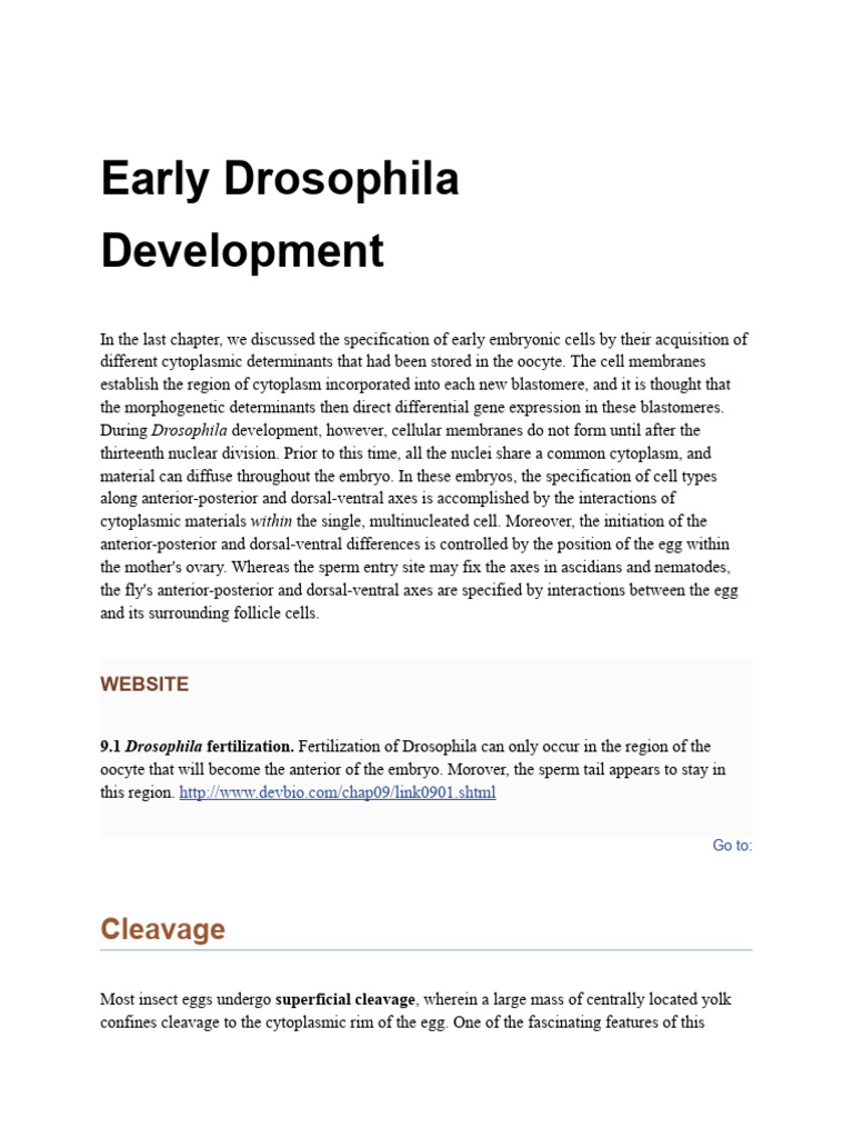 Drosophila Early Embryonic Development | PDF | Cell Nucleus | Mitosis