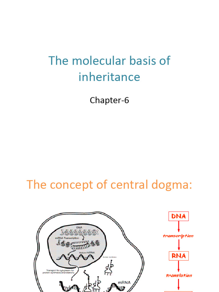 Molecular Basis of Inheritance Explained | PDF | Dna | Genetics