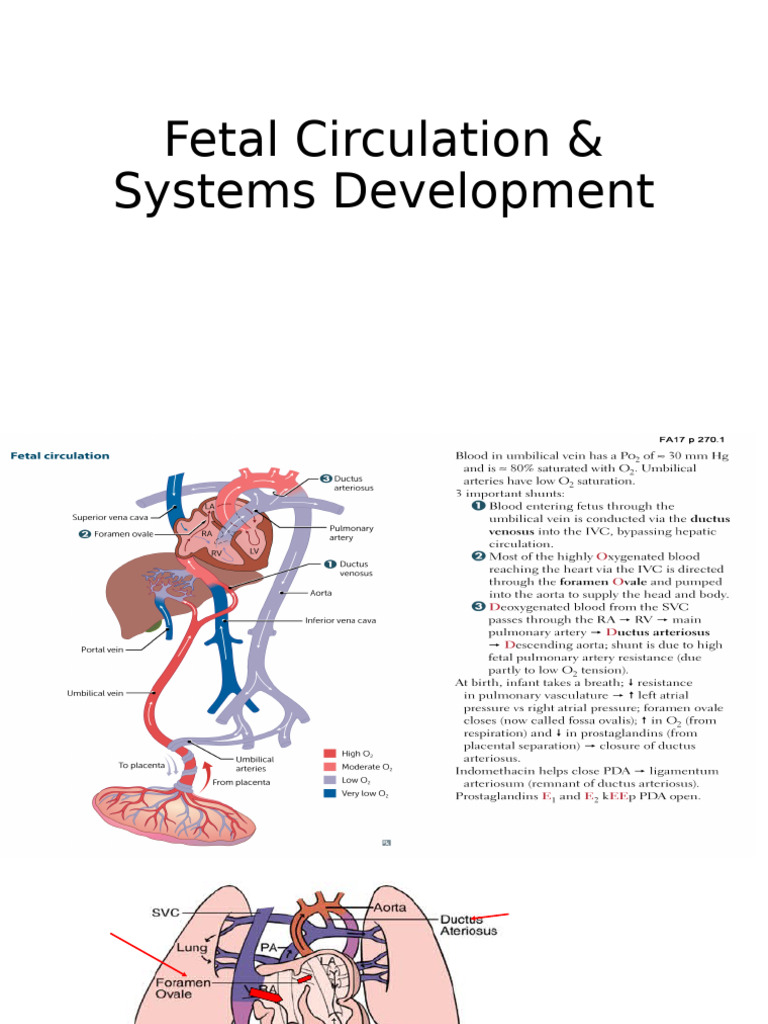 Fetal Circulation Overview | PDF | Medical Specialties | Anatomy