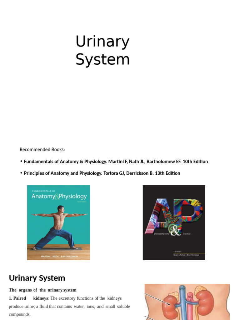 Anatomy Urinary System 2022-2023 | PDF | Kidney | Genitourinary System