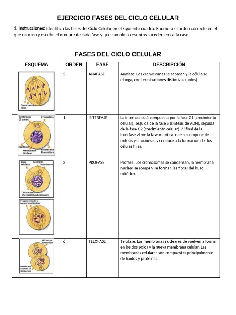 Fases del Ciclo Celular y Mitosis | PDF | Mitosis | Mitosis