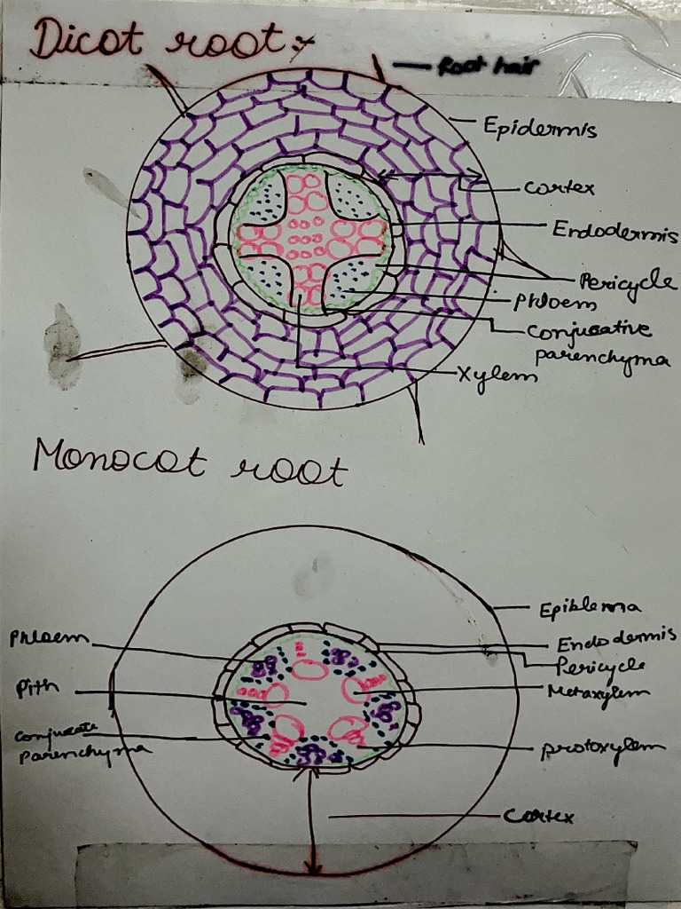 Bio Notes+1 | PDF