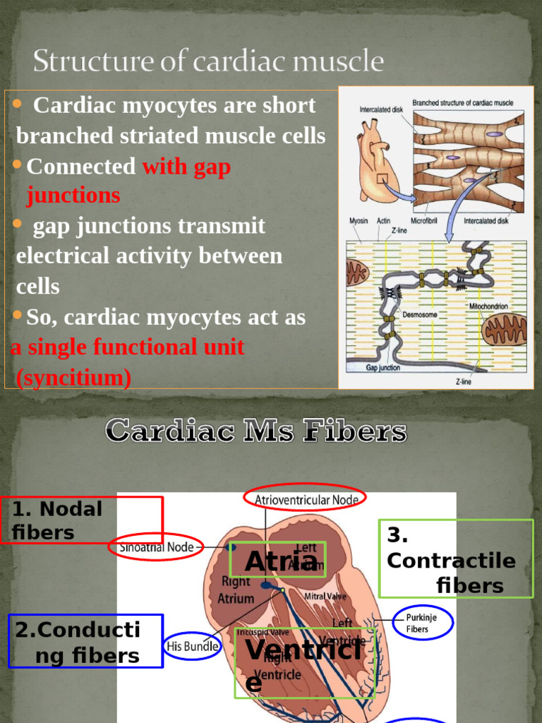 Cardiac Myocytes: Function and Properties | PDF | Heart | Cardiac Muscle