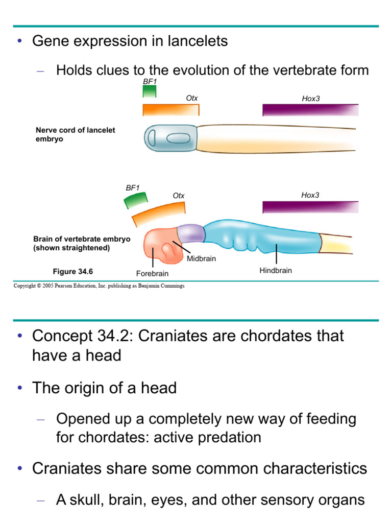 Craniates: Evolution and Neural Crest Insights | PDF | Nervous System ...
