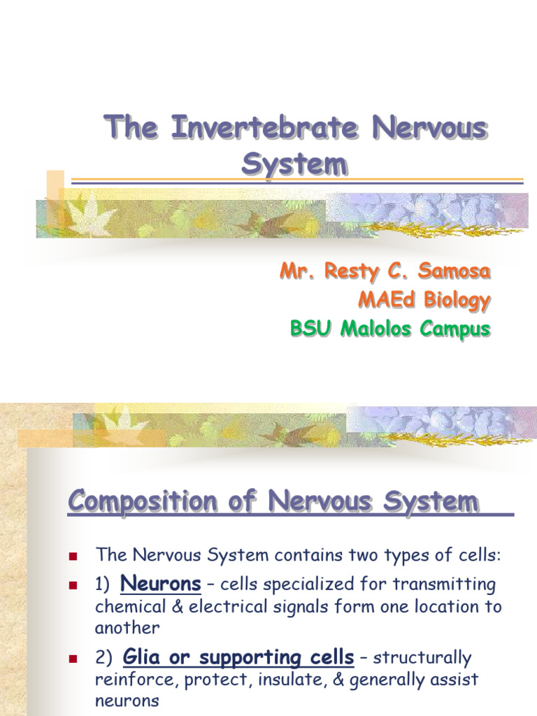 Invertebrate Nervous System Overview | PDF | Nervous System | Neuron