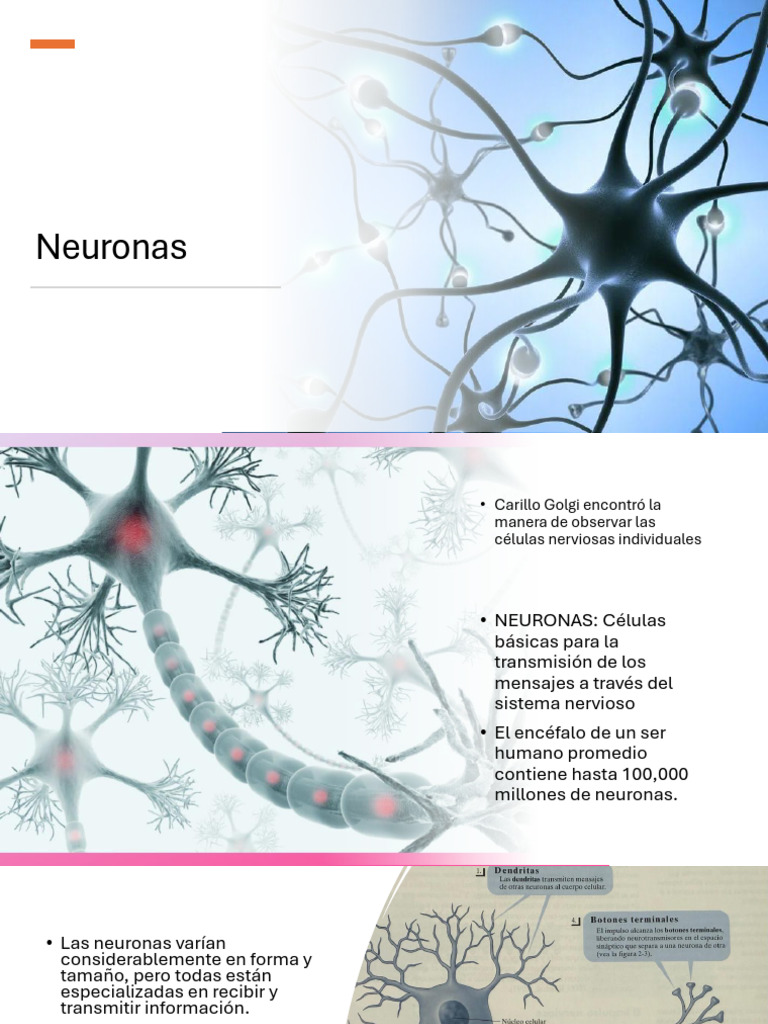 Estructura y Función de las Neuronas | PDF | Sinapsis | Neurona