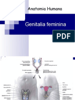 Genitalia Feminina